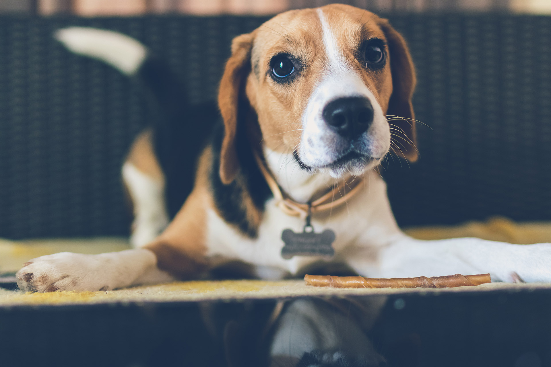 veterinario-fiemme-fassa-cane2 vaccini-cane-fiemme-fassa