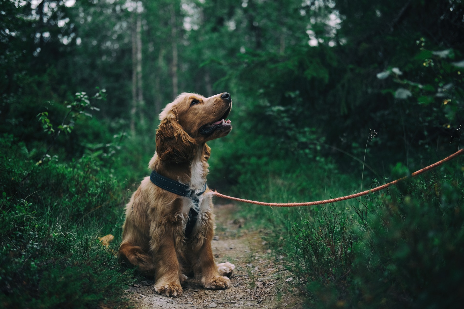 zecche-nel-bosco-cane